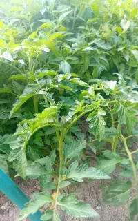نهال مرغوب گوجه فرنگی ،(شیتیل)