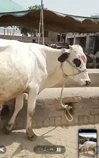 گاو ،گوساله
