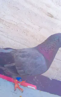 کبوتر زاغ آبادانی ملقی