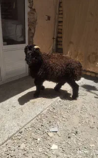 بره قوچی بختیاری