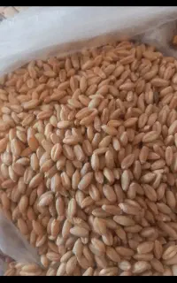 گندم جام در اهر