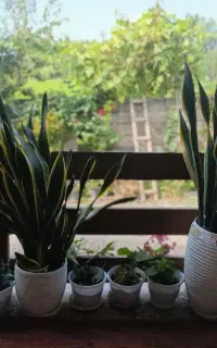 سانسوریا لبه طلایی
