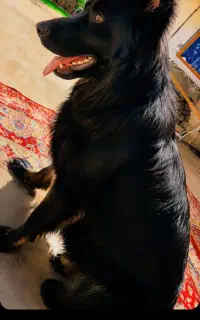 سگ ژرمن بلک اصیل