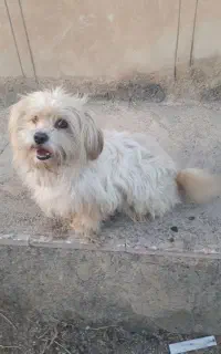 واگذاری سگ شتزو پاکوتاه ماده