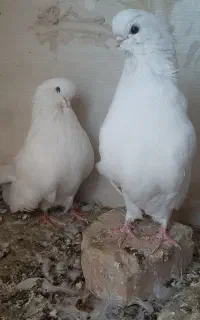 کفتر نوک قنار