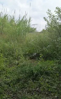 چوب باغات شما را خریدارم ،قطع درخت و علفتراشی