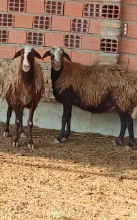 فروش گوسفند