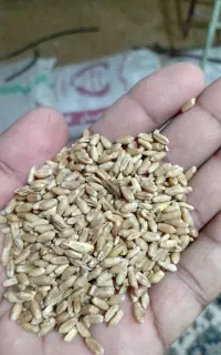 گندم پایا