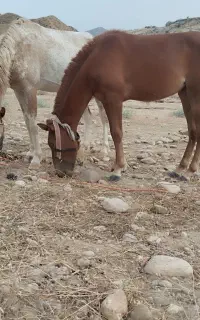 مادیون با کره 14ماهه