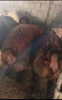 خرید و فروش بره