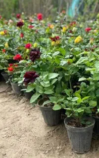 استخدام جهت کار در گلخانه