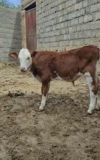 فروش ۲ راس گوساله نر  تخمی درجه یک