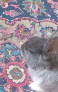 سلام خرگش خونگی
