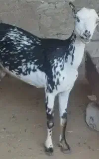 کهره نقشی جمولی اوس ۳ماه با گیسه