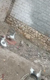 قو غاز بالغ و شش ماهه