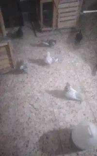 ۱۵تاکفترنروماده ویه طوقی فروشی