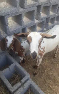 بز با کهره پاکستانی گلابی