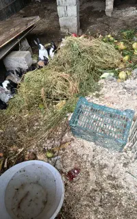 خرگوشی محلی