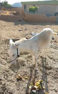 الاغ جوان
