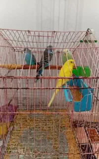 مرغ عشق