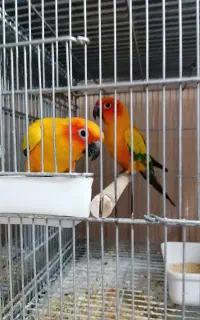 یک جفت مولد خورشیدی سان کارو پشت زرد