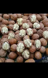 فرانکت چندلر گردو فرنور خوشه ای ۲سالع و بادام