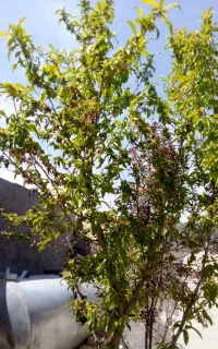 خدمات باغ بابانی کولش باغ پیوند میوه