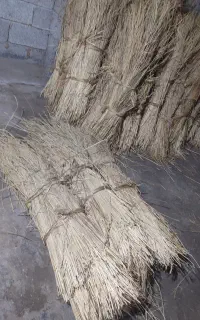 کلوش و سرچینا