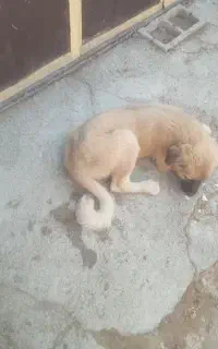 سگ ۴ماهه فروشی