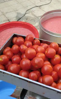 آبگیری ابگیری گوجه انگور سیب ابگوجه رب شیره