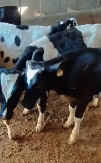 هشت عددگوساله قطع شیر