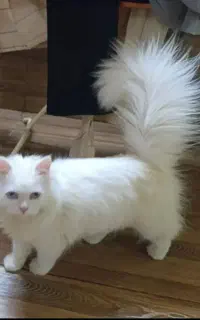 گربه نر جهت جفت گیری