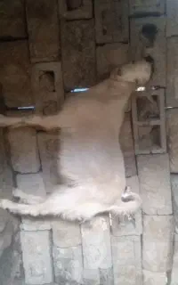 فروش یک راس چپش دورگ