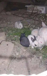 فروش بچه خرگوش