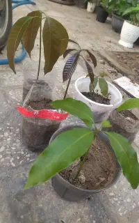 نهال انبه بوشهری