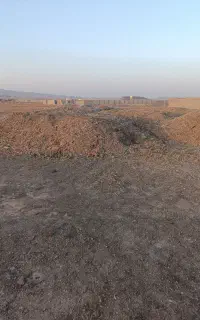 کود مرغی
