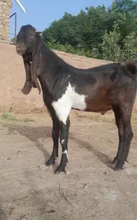 دوبزغاله.نراصیل‌‌پاکستانی وپنچاب‌نربز