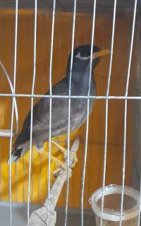 مرغ مینا و عروس هلندی ماده