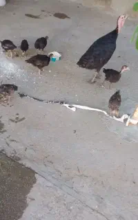بو قلمون با ۸تا جوجه سالم سرحال