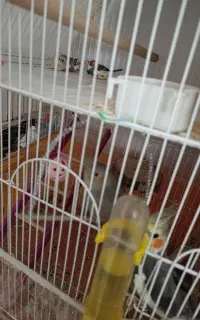 فنچ