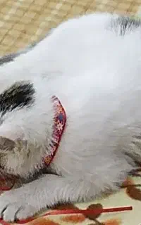 گربه خانگی نژاد دی ال اچ لانگ هیر