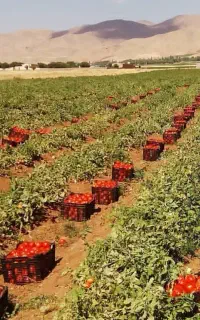 گوجه مخصوص رب