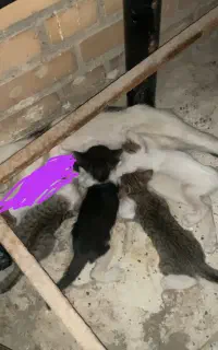 واگذاری گربه dsh