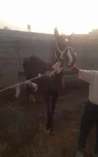 اسب