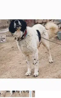 لاس قدیم قهدیرجون توله بده نگهبانی سفت سفت
