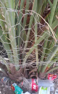 گمتار مورکو