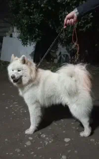 سگ بازیگوش