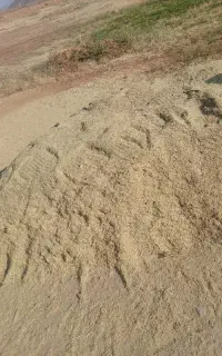 کاه عدس
