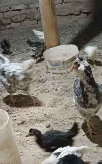 تخم مرغ نطه دار