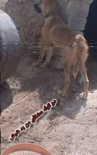 تتس